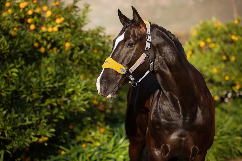 LeMieux Vogue Fleece Headcollar and Leadrope in Dijon and Grey-1
